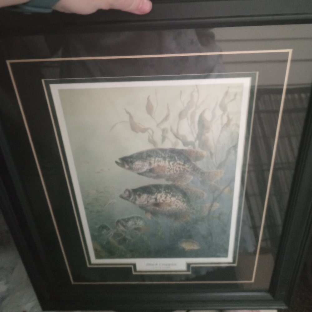 Black crappies print by Terri doughty